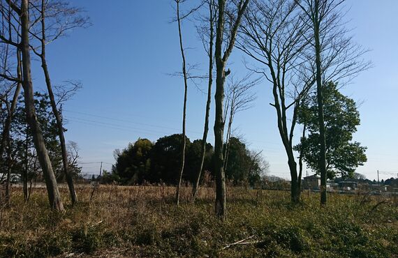太田市で庭木の剪定伐採の依頼をお考えの方